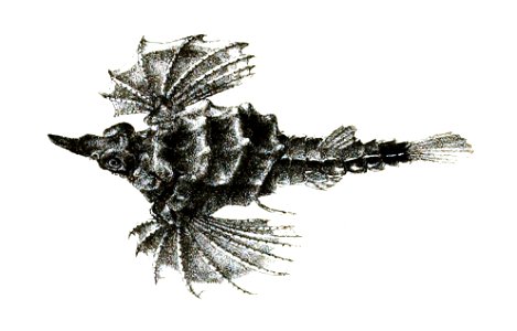 Pegasus draconis Ford 61