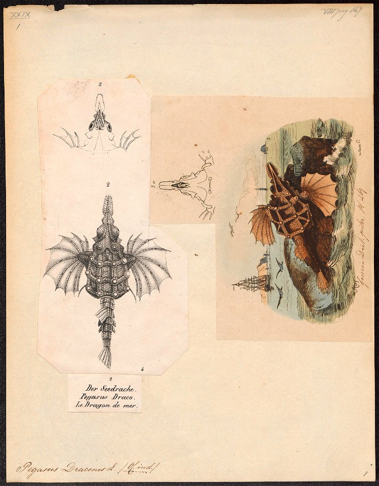 Pegasus draconis - 1809-1845 - Print - Iconographia Zoologica - Special Collections University of Amsterdam - UBA01 IZ15100149