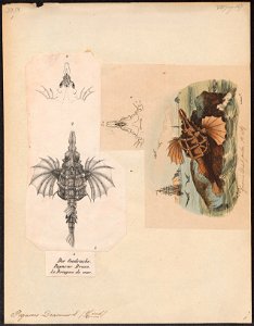 Pegasus draconis - 1809-1845 - Print - Iconographia Zoologica - Special Collections University of Amsterdam - UBA01 IZ15100149