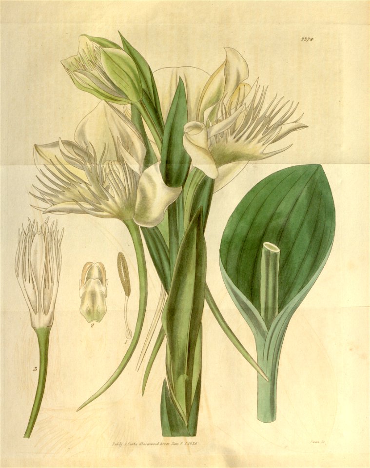 Pecteilis gigantea (as Habenaria gigantea) - Curtis' 62 (N.S. 9) pl. 3374 (1835)