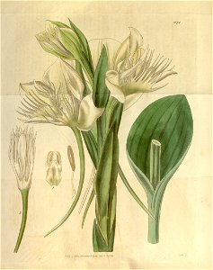 Pecteilis gigantea (as Habenaria gigantea) - Curtis' 62 (N.S. 9) pl. 3374 (1835). Free illustration for personal and commercial use.