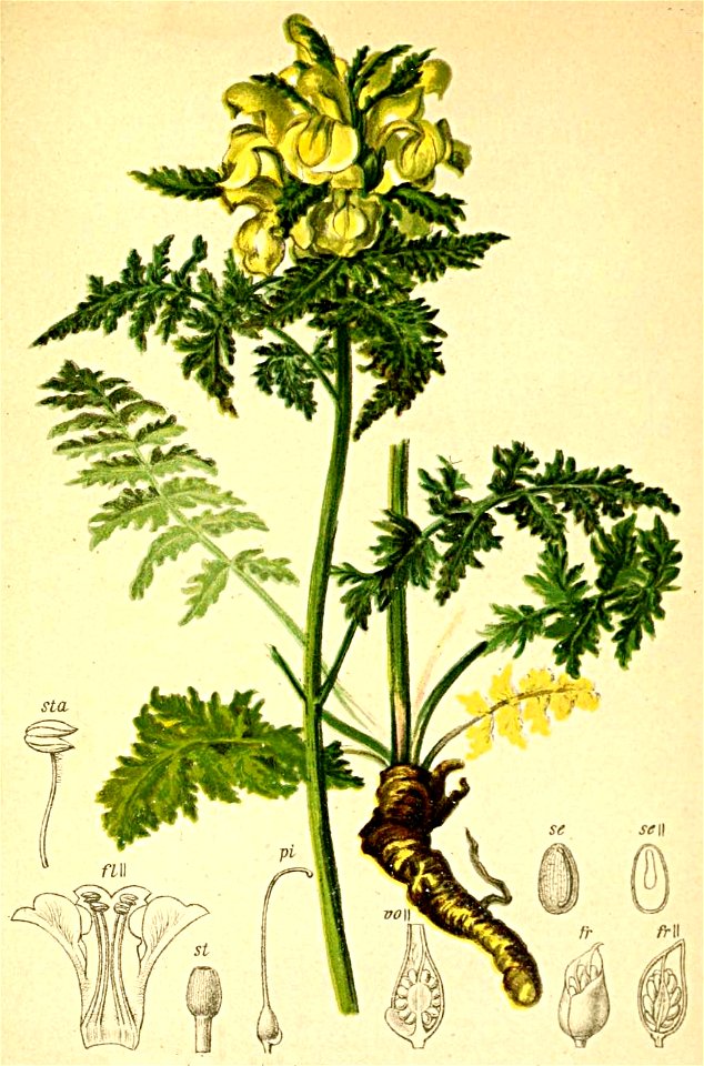 Pedicularis foliosa Atlas Alpenflora