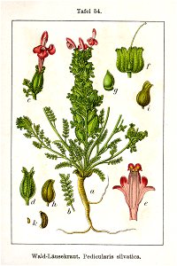 Pedicularis sylvatica Sturm54