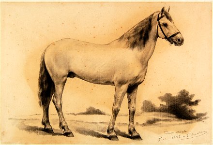 Pedro Américo - Cavalo Árabe - Estudo, Acervo do Museu Paulista da USP (cropped)