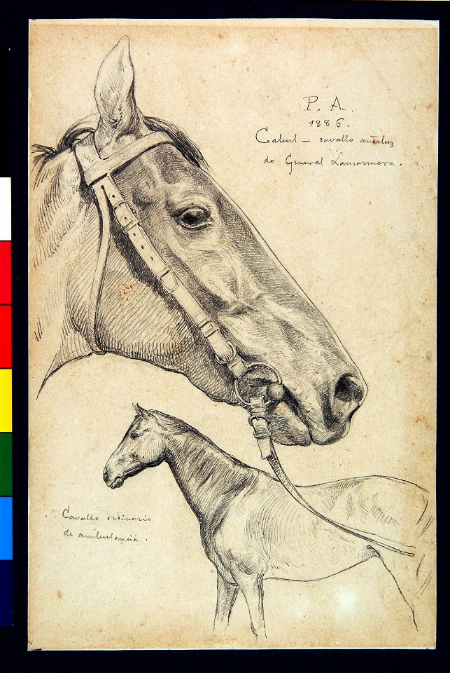 Pedro Américo - Cabul - Cavalo Inglês - Estudo, Acervo do Museu Paulista da USP