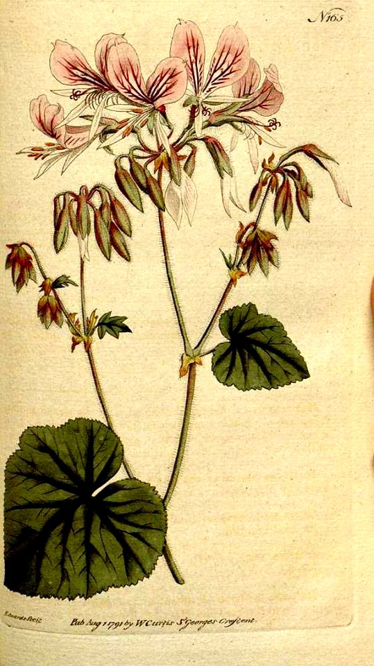 Pelargonium cordifolium05