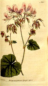 Pelargonium cordifolium05