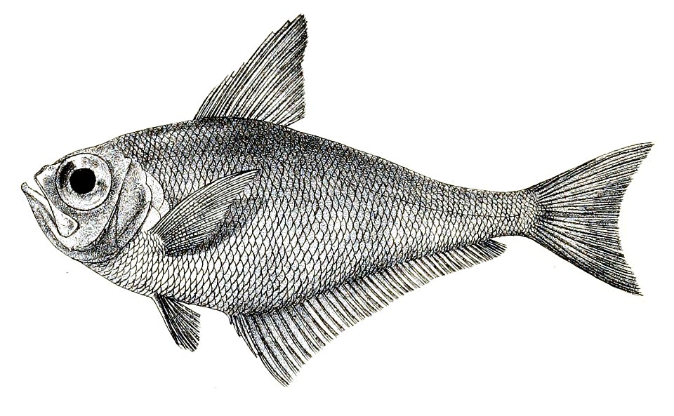 Pempheris mangula Ford 42