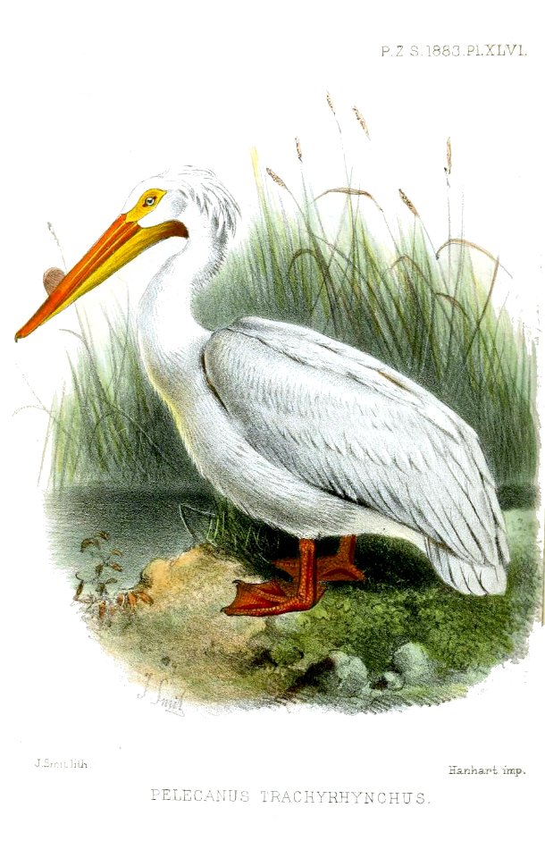 PelecanusTrachyrhynchusSmit