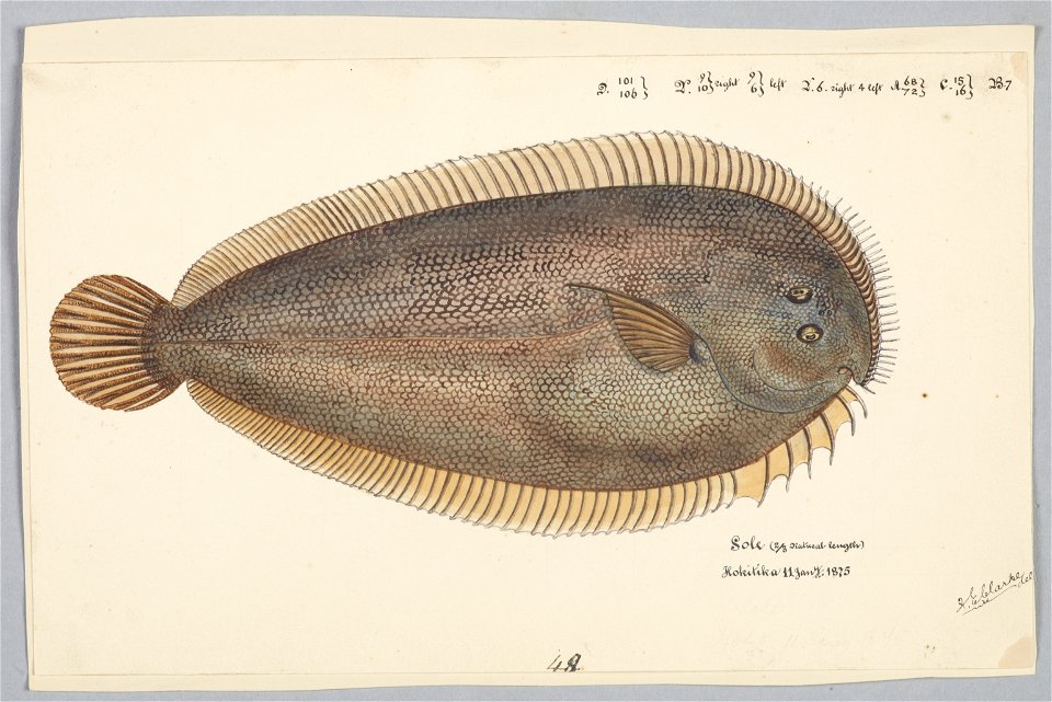 Peltorhamphus novaezeelandiae by Frank Edward Clarke