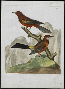Pendulinus bananus - 1790-1796 - Print - Iconographia Zoologica - Special Collections University of Amsterdam - UBA01 IZ15800215