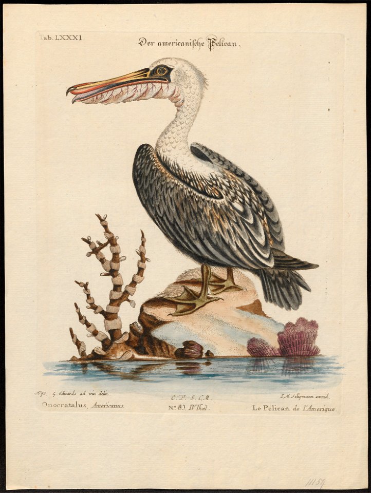 Pelecanus fuscus - 1700-1880 - Print - Iconographia Zoologica - Special Collections University of Amsterdam - UBA01 IZ18000175