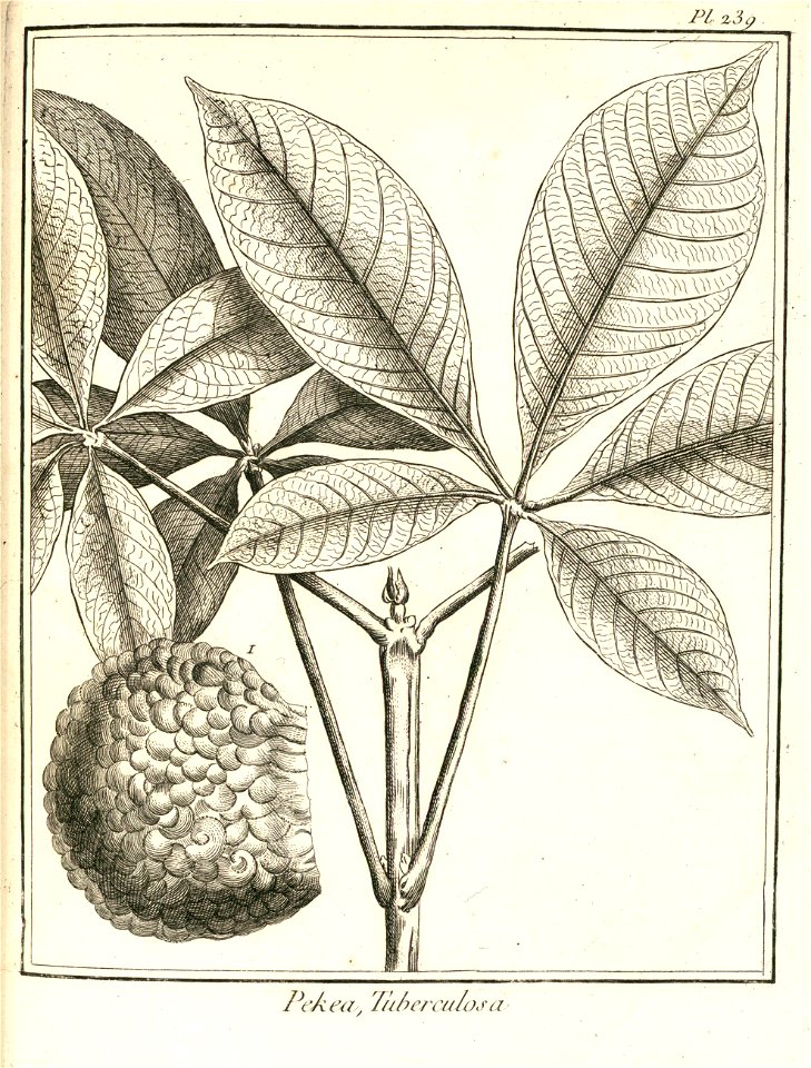 Pekea tuberculosa Aublet 1775 pl 239
