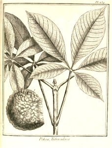 Pekea tuberculosa Aublet 1775 pl 239