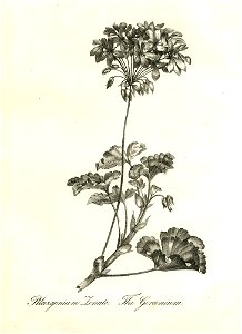 Pelargonium Zonate (BM 1899,0713.208.9)