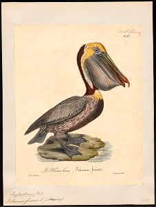 Pelecanus fuscus - 1825-1834 - Print - Iconographia Zoologica - Special Collections University of Amsterdam - UBA01 IZ18000179