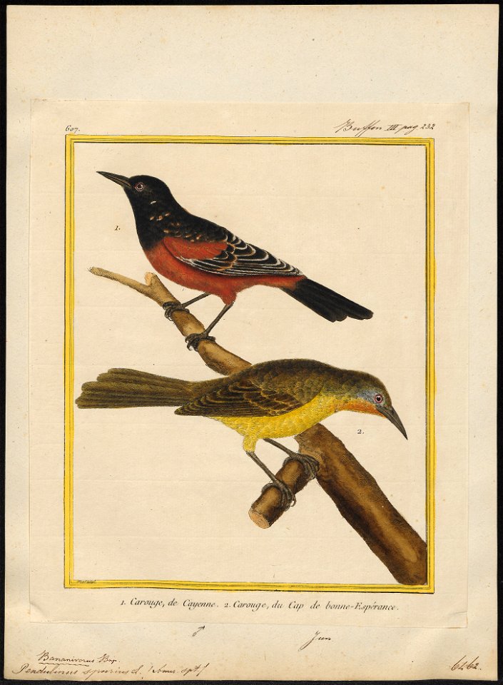 Pendulinus spurius - 1700-1880 - Print - Iconographia Zoologica - Special Collections University of Amsterdam - UBA01 IZ15800233