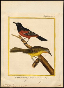 Pendulinus spurius - 1700-1880 - Print - Iconographia Zoologica - Special Collections University of Amsterdam - UBA01 IZ15800233