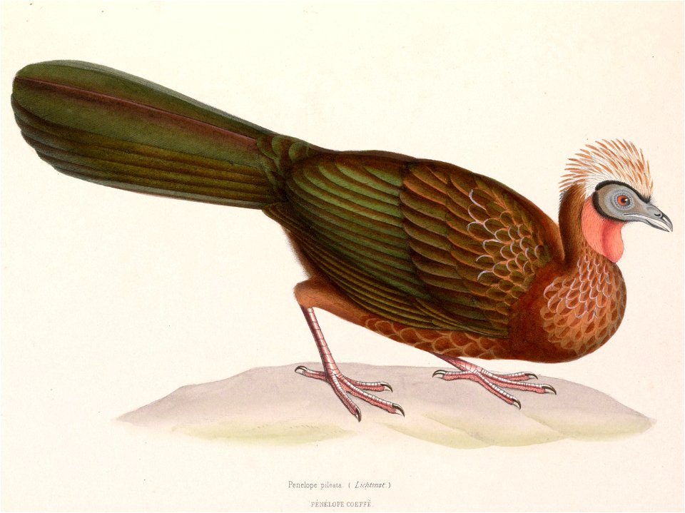 Penelope pileata 1849