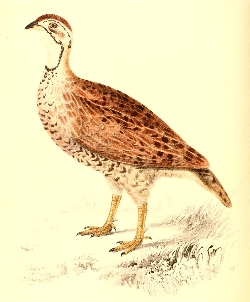 Peliperdix coqui coqui 1838