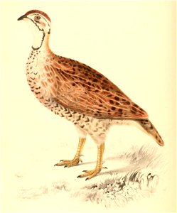 Peliperdix coqui coqui 1838