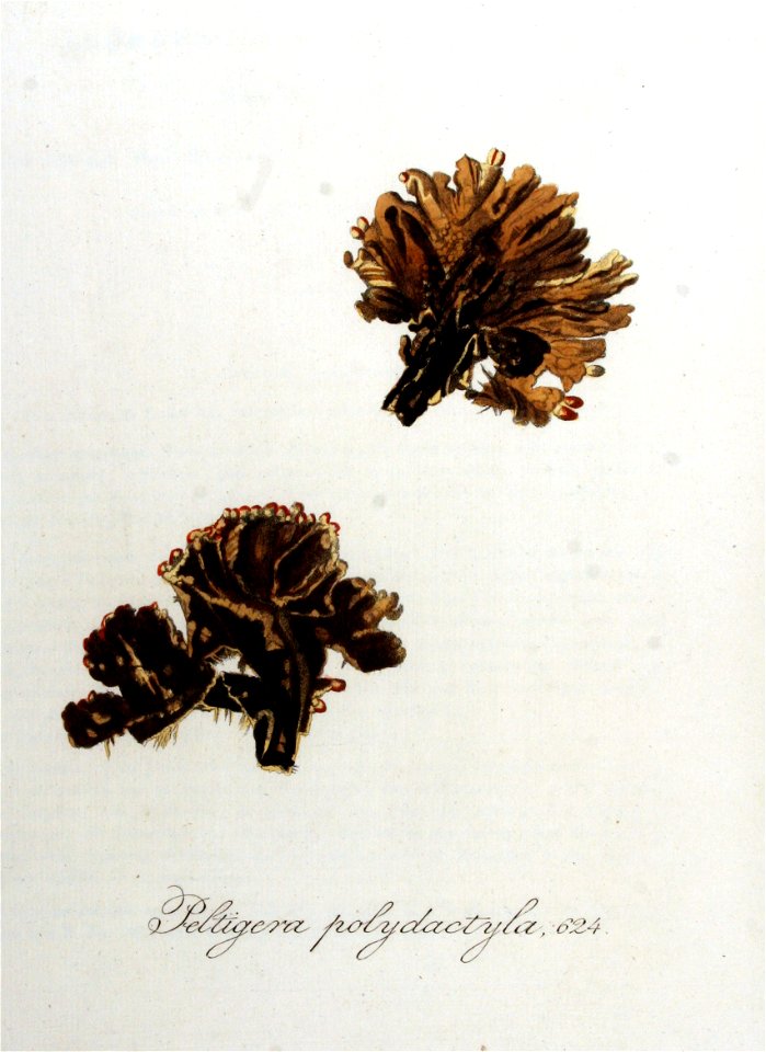 Peltigera polydactyla — Flora Batava — Volume v8