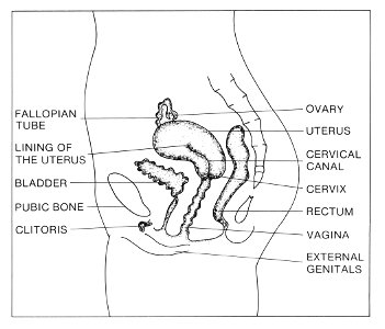 Pelvis (female) lateral view