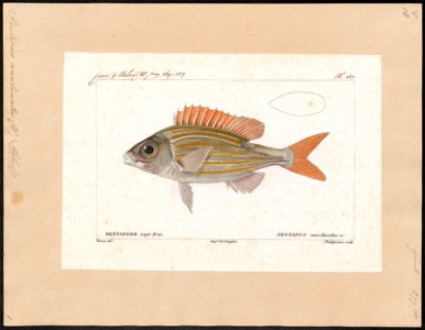 Pentapus aurolineatus - 1828-1849 - Print - Iconographia Zoologica - Special Collections University of Amsterdam - UBA01 IZ13000261