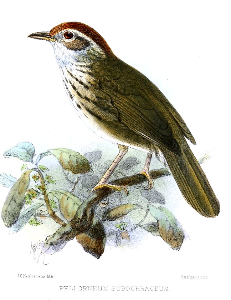 Pellorneum subochraceum Keulemans
