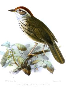 Pellorneum subochraceum Keulemans