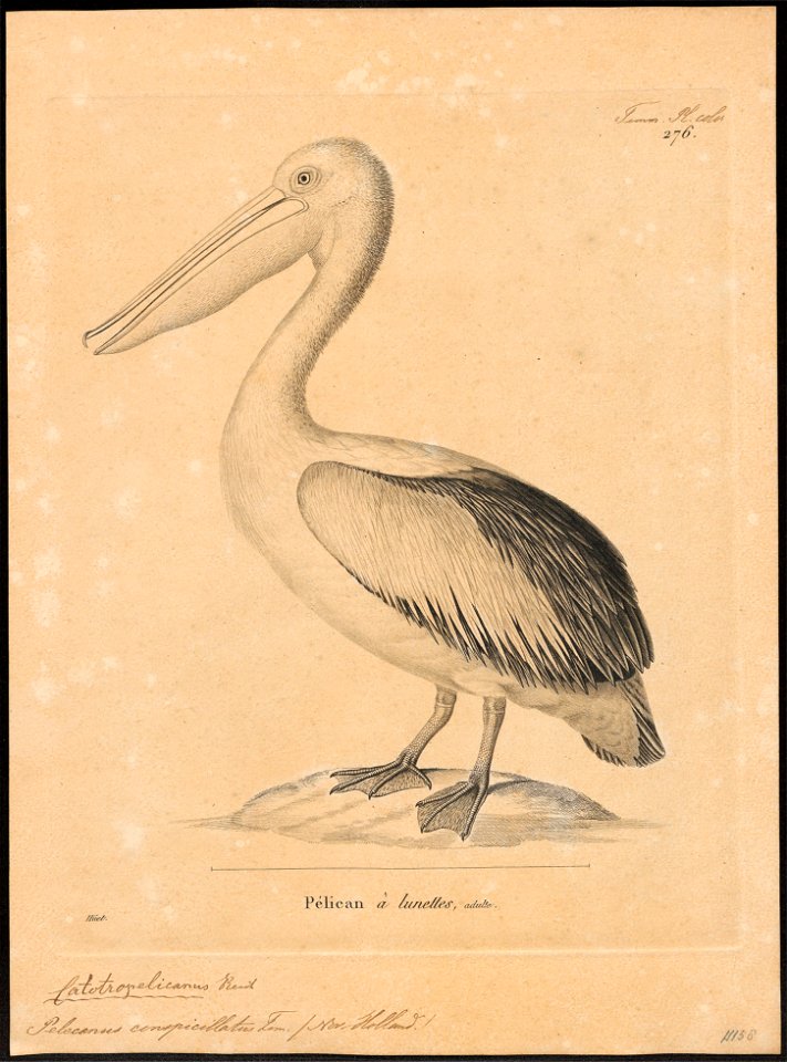 Pelecanus conspicillatus - 1700-1880 - Print - Iconographia Zoologica - Special Collections University of Amsterdam - UBA01 IZ18000171