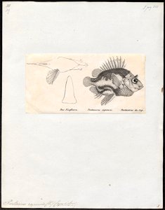 Pentaceros capensis - 1809-1845 - Print - Iconographia Zoologica - Special Collections University of Amsterdam - UBA01 IZ13000001