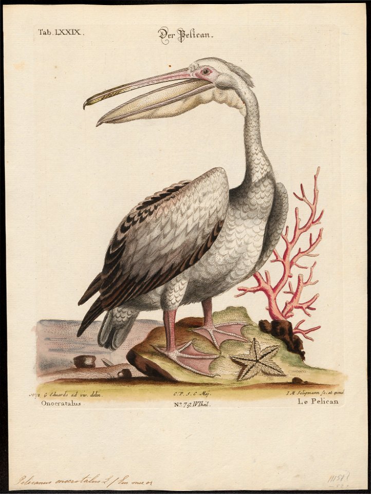 Pelecanus onocrotalus - 1700-1880 - Print - Iconographia Zoologica - Special Collections University of Amsterdam - UBA01 IZ18000151