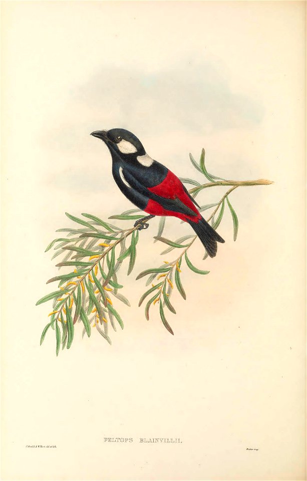 Peltops blainvillii - The Birds of New Guinea