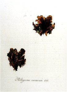 Peltigera canina — Flora Batava — Volume v8