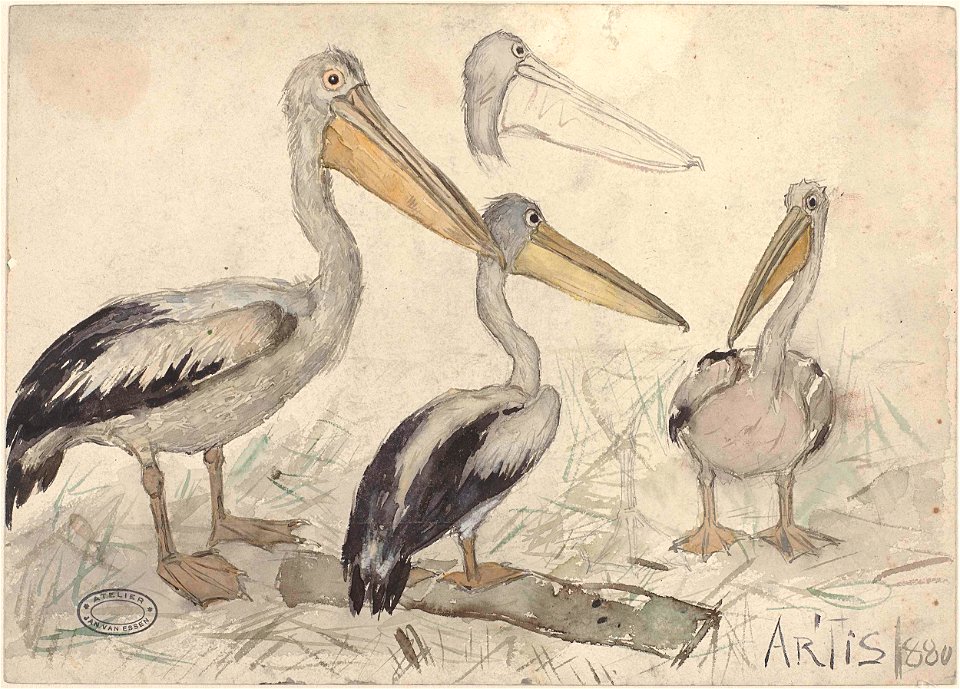 Pelikanen in Artis