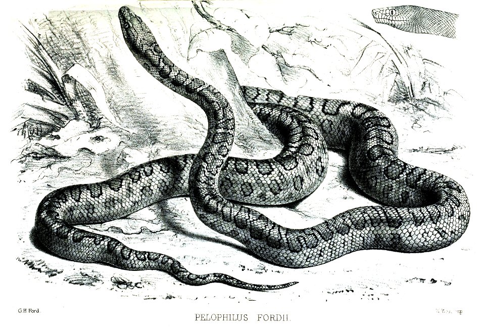 PelophilusFordiiFord