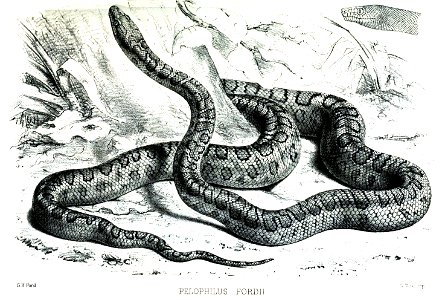 PelophilusFordiiFord