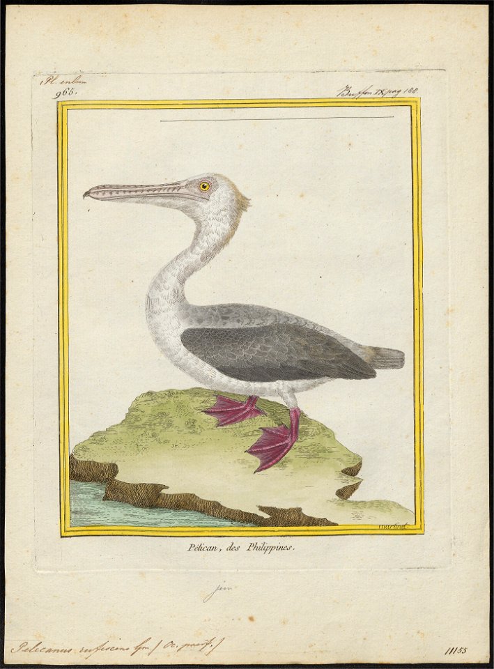 Pelecanus rufescens - 1700-1880 - Print - Iconographia Zoologica - Special Collections University of Amsterdam - UBA01 IZ18000167