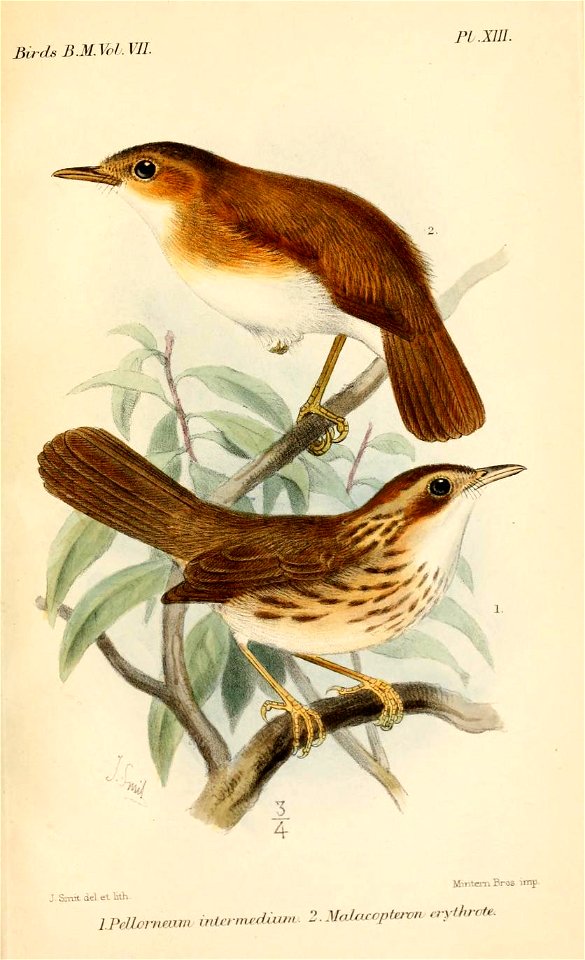 PellorneumSmit