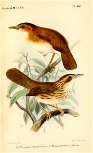 PellorneumSmit