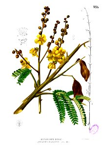 Peltophorum pterocarpum Blanco2.335