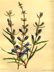 Penstemon heterophyllus Paxton 064