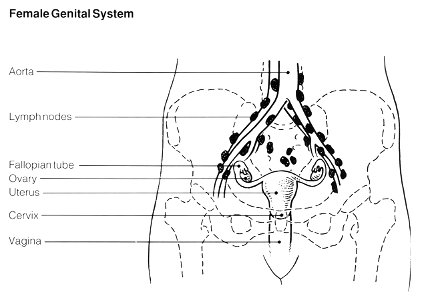 Pelvis (female)- lymph nodes