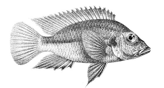 Pelmatochromis pellegrini