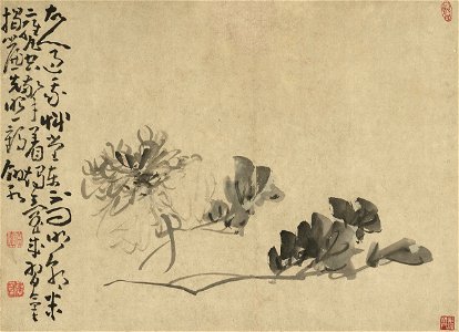 Peony - Huang Shen
