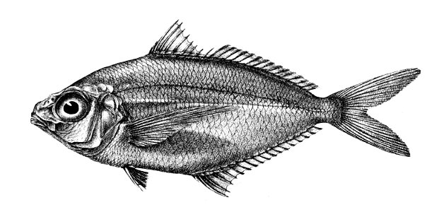 Pentaprion longimanus Ford 52