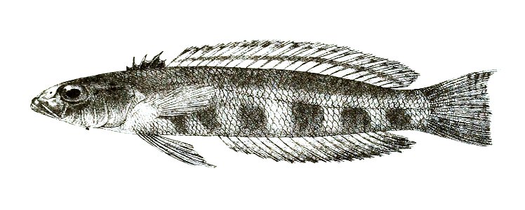 Percis pulchella Ford 58