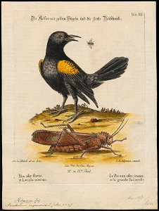Pendulinus cayanensis - 1700-1880 - Print - Iconographia Zoologica - Special Collections University of Amsterdam - UBA01 IZ15800229