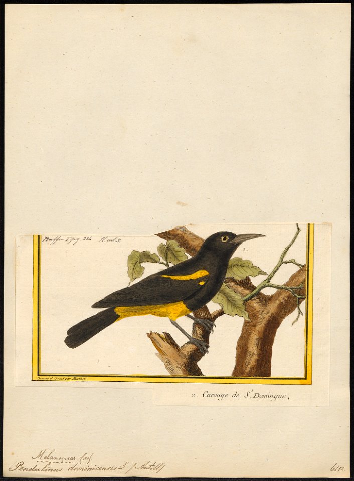 Pendulinus dominicensis - 1700-1880 - Print - Iconographia Zoologica - Special Collections University of Amsterdam - UBA01 IZ15800221